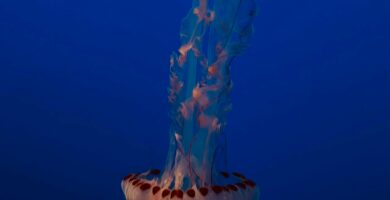 a large jellyfish floating in the ocean